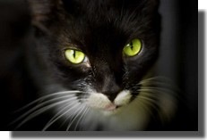black cat