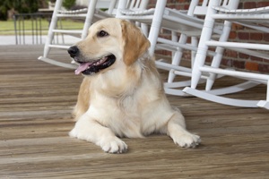 golden lab on porch